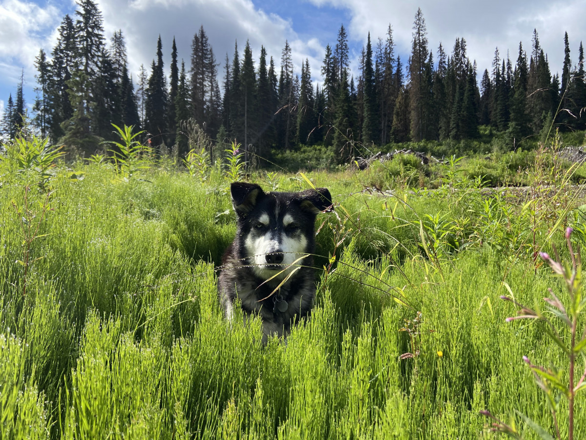Thank God for the dog | Opinions - Vimarsana News